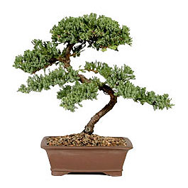 Bonsai kk japon aac i mekan ss bitkisi Grsel ve farkl bir iek isteyenler iin