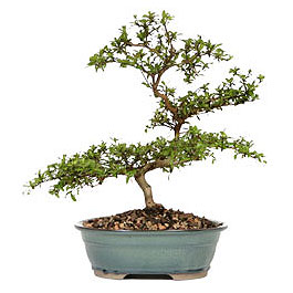 Bonsai kk japon aac i mekan ss bitkisi Tokat iek sat firma rnmz