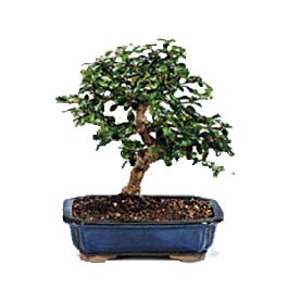 Bonsai kk japon aac i mekan ss bitkisi Tokat Urankent ieki firma rnmz